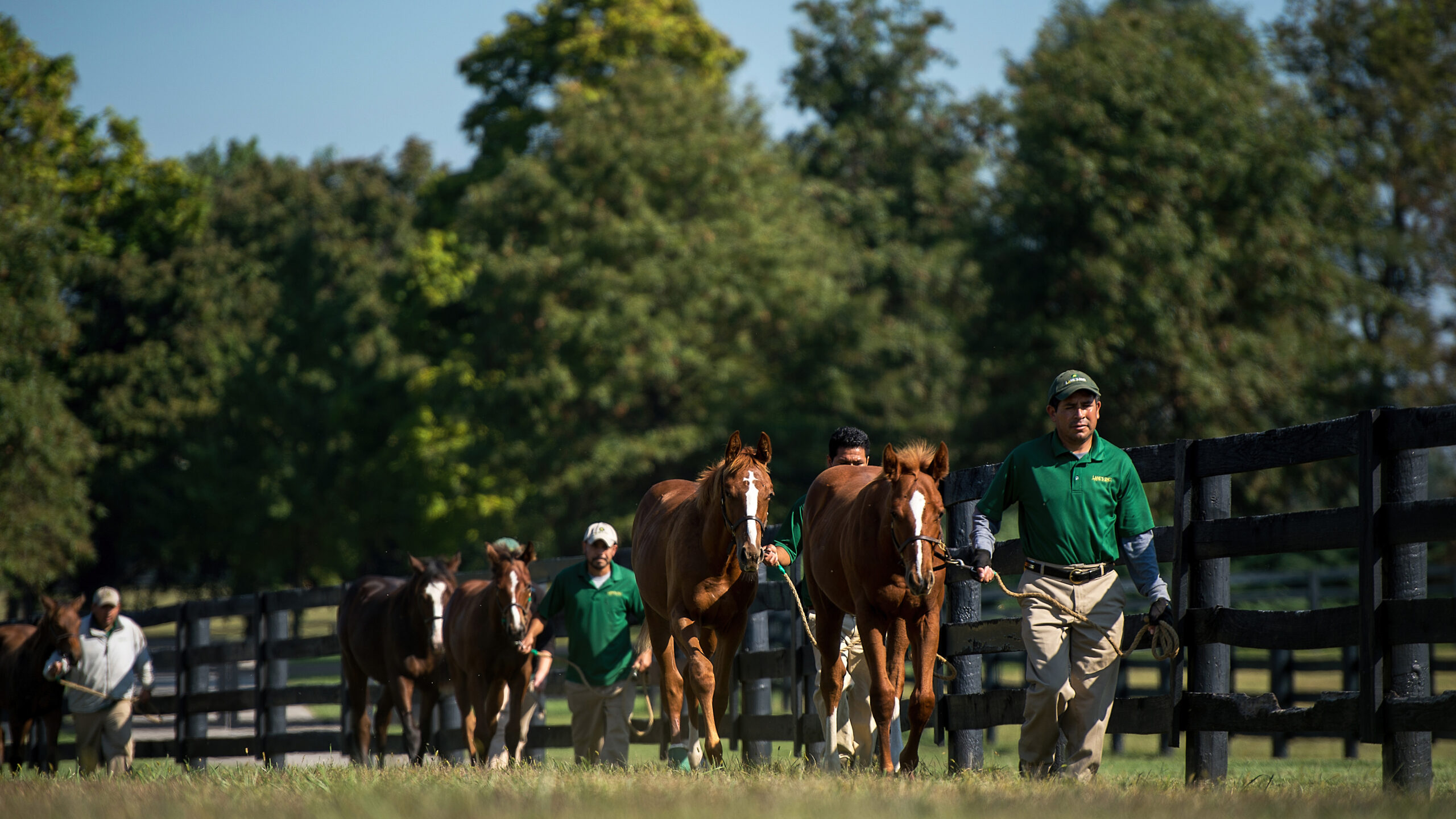 Equine_01_003