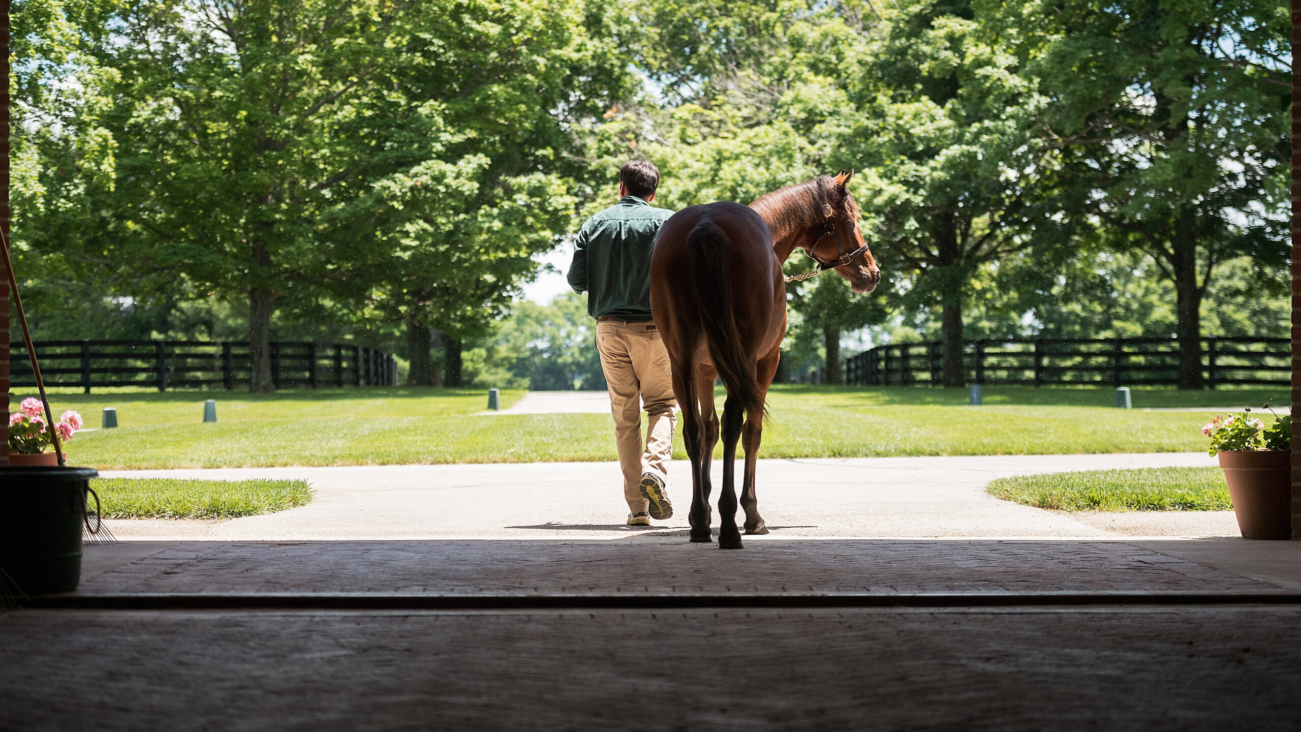 Equine_01_004-1