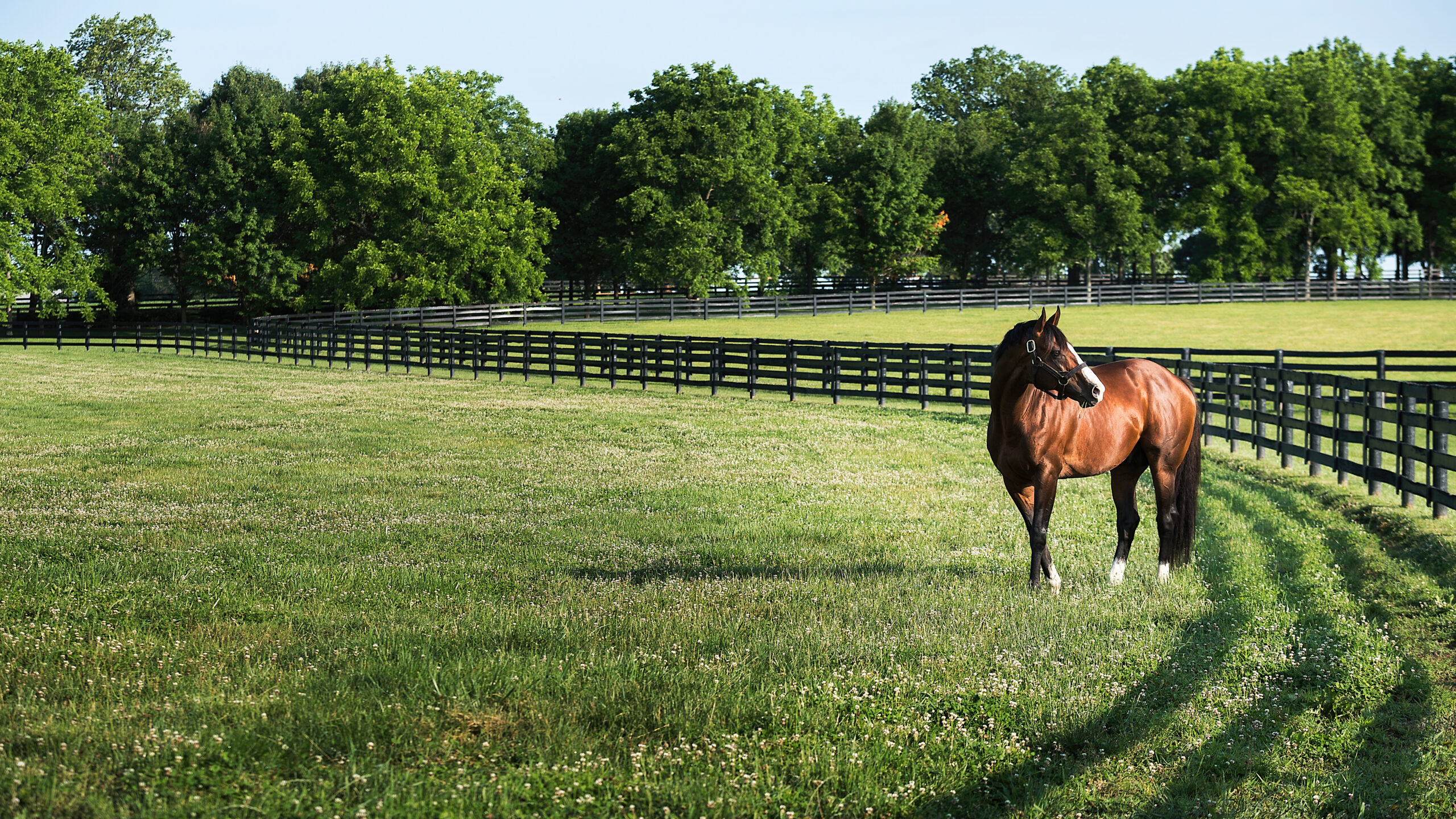 Equine_01_006