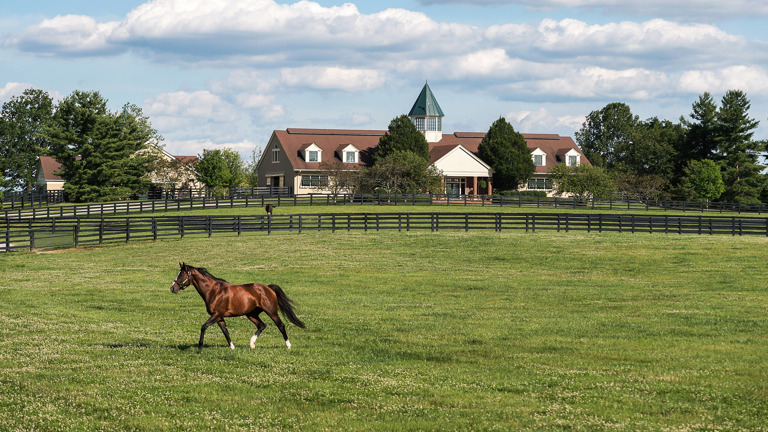 Equine_01_009-1