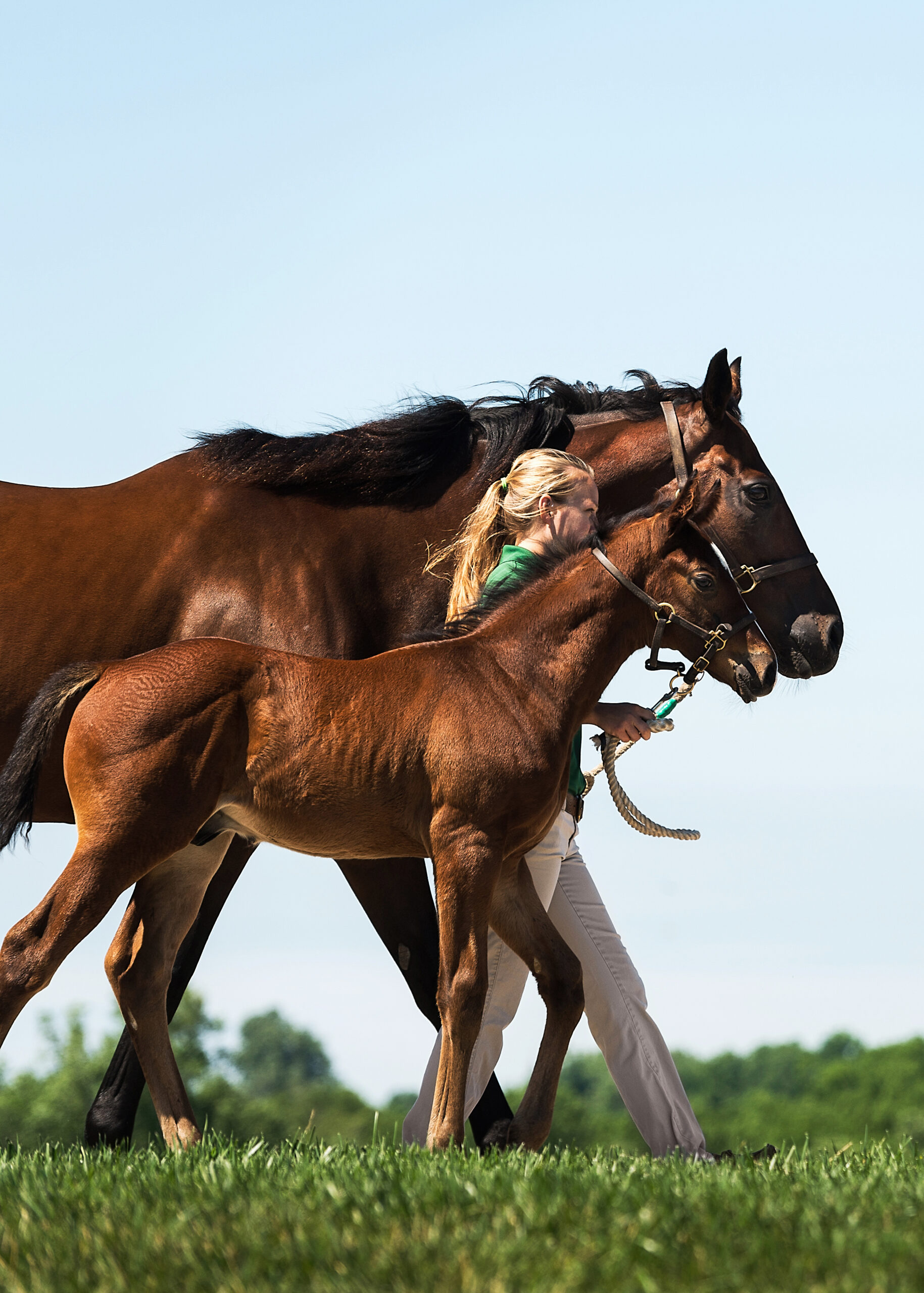 MCLphotography_Equine_002