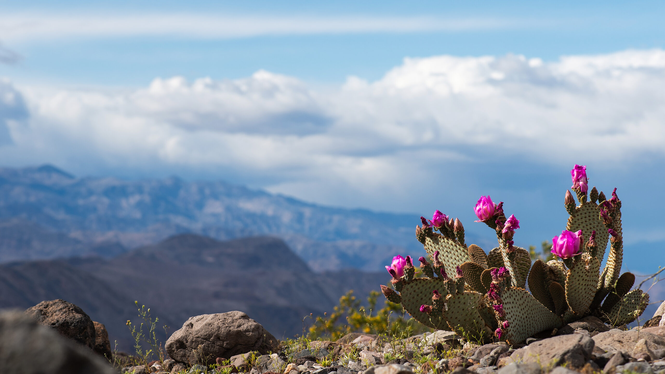 MCLphotography_DeathValley2019_010